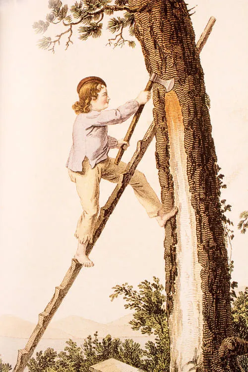 Un résinier au travail dans la forêt landaise